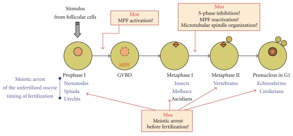 Mos in the oocyte: how to use MAPK independently of growth factors and transcription to control meiotic divisions.