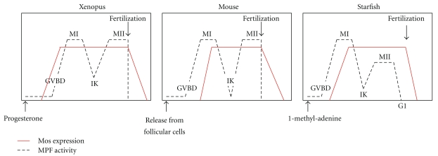 Mos in the oocyte: how to use MAPK independently of growth factors and transcription to control meiotic divisions.