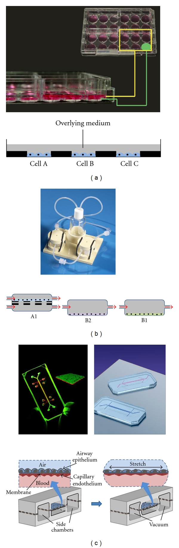 Human tissue in the evaluation of safety and efficacy of new medicines: a viable alternative to animal models?