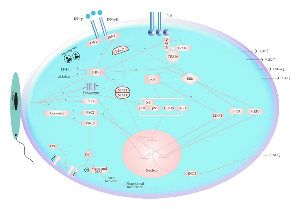 Evasion of Host Defence by Leishmania donovani: Subversion of Signaling Pathways.