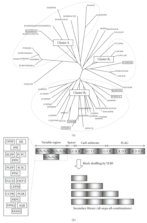 In Vitro Selection of Cathepsin E-Activity-Enhancing Peptide Aptamers at Neutral pH.