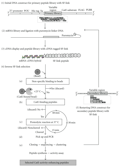 In Vitro Selection of Cathepsin E-Activity-Enhancing Peptide Aptamers at Neutral pH.