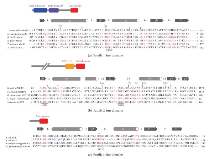 Structure and Function of the Small MutS-Related Domain.