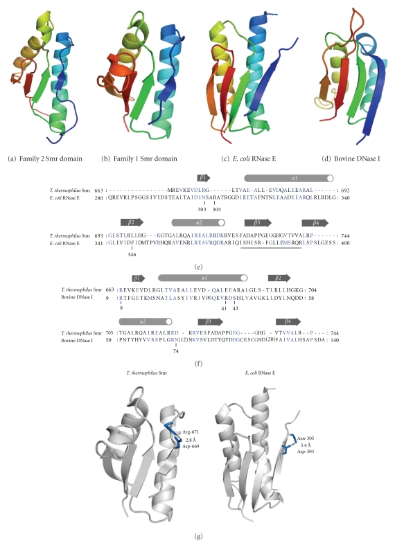 Structure and Function of the Small MutS-Related Domain.