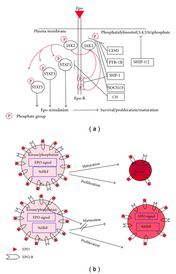 Involvement of phosphatases in proliferation, maturation, and hemoglobinization of developing erythroid cells.