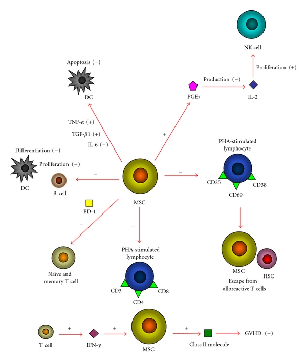 Paracrine molecules of mesenchymal stem cells for hematopoietic stem cell niche.