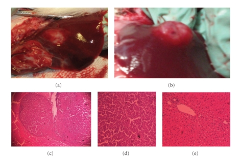 The dynamics of glutathione species and ophthalmate concentrations in plasma from the VX2 rabbit model of secondary liver tumors.