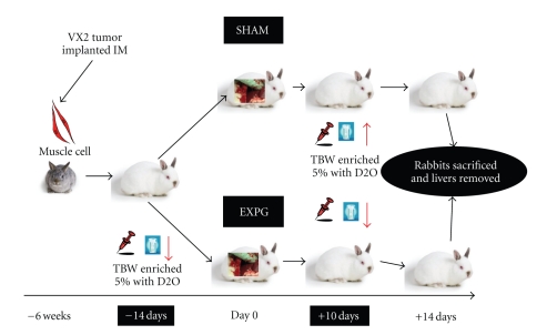 The dynamics of glutathione species and ophthalmate concentrations in plasma from the VX2 rabbit model of secondary liver tumors.