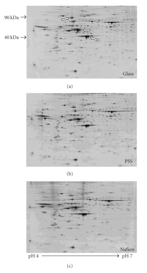 Human coronary artery smooth muscle cell responses to bioactive polyelectrolyte multilayer interfaces.