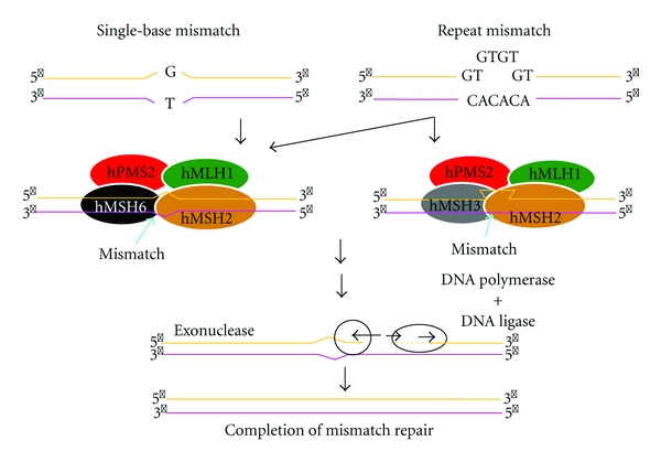 Relationship between DNA Mismatch Repair Deficiency and Endometrial Cancer.