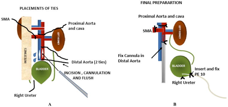 Mouse IPK: A Powerful Tool to Partially Characterize Renal Reperfusion and Preservation Injury.