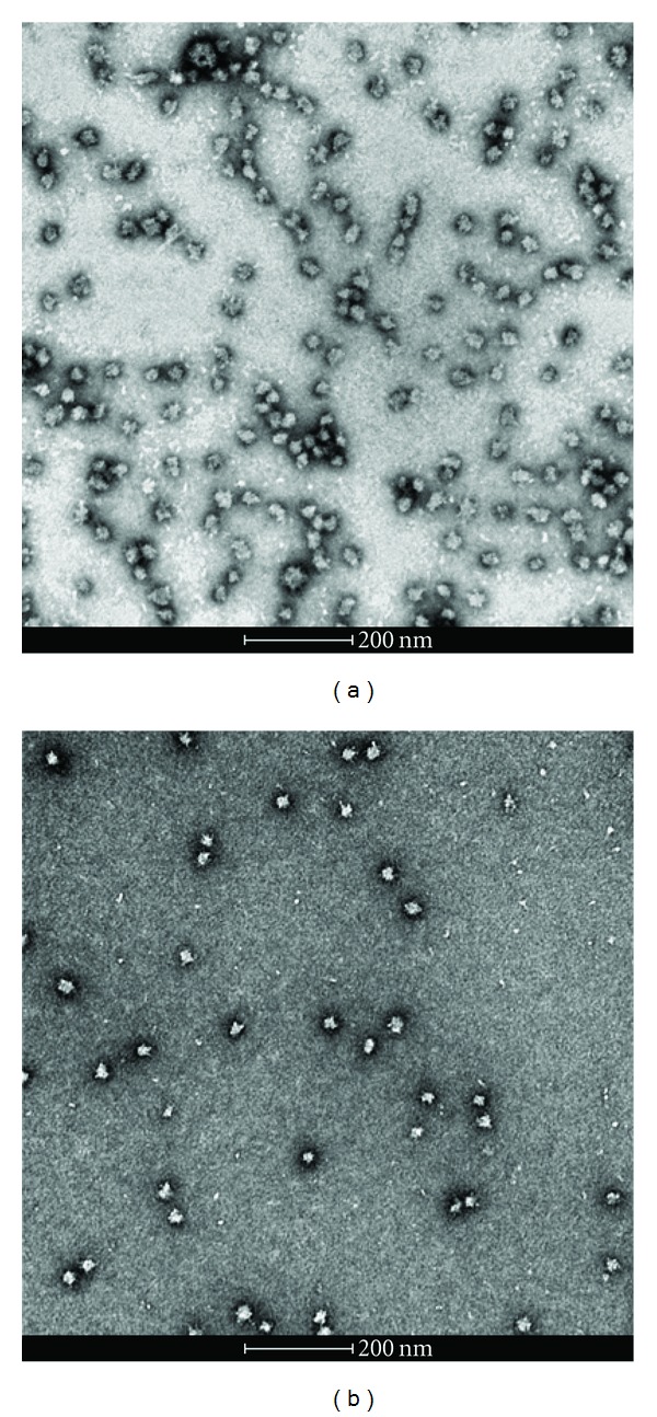 A Novel Vaccine Using Nanoparticle Platform to Present Immunogenic M2e against Avian Influenza Infection.