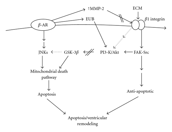 β-Adrenergic Receptor-Stimulated Cardiac Myocyte Apoptosis: Role of β1 Integrins.