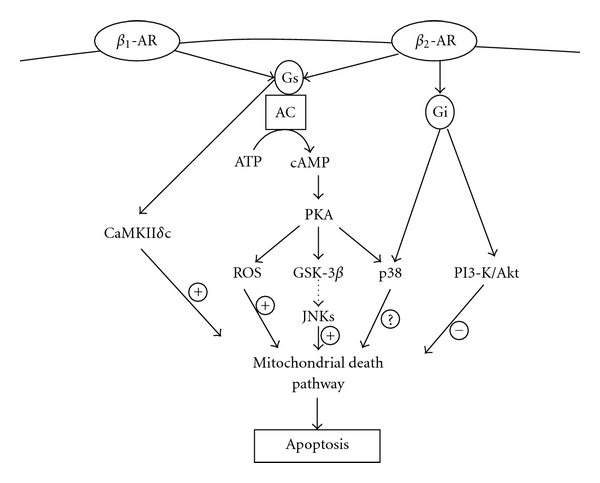 β-Adrenergic Receptor-Stimulated Cardiac Myocyte Apoptosis: Role of β1 Integrins.