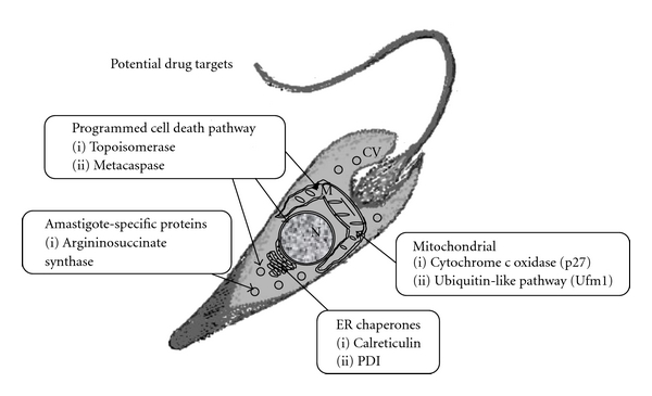 Identification and characterization of genes involved in leishmania pathogenesis: the potential for drug target selection.