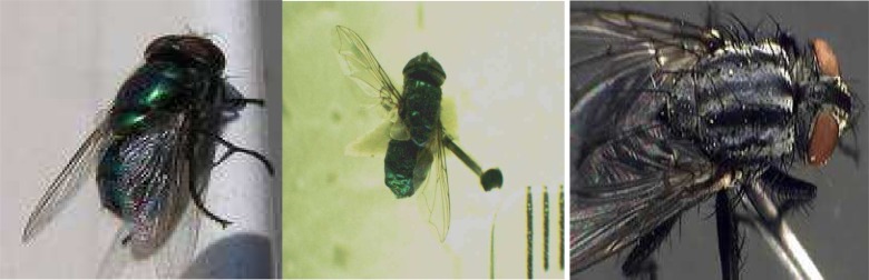 Temperature Requirements of Some Common Forensically Important Blow and Flesh Flies (Diptera) under Laboratory Conditions.