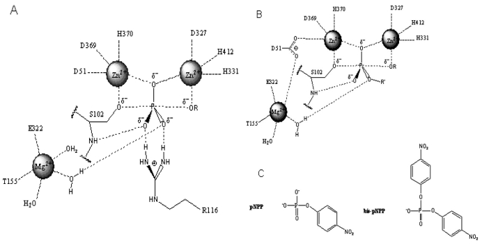 Distinct metal ion requirements for the phosphomonoesterase and phosphodiesterase activities of calf intestinal alkaline phosphatase.