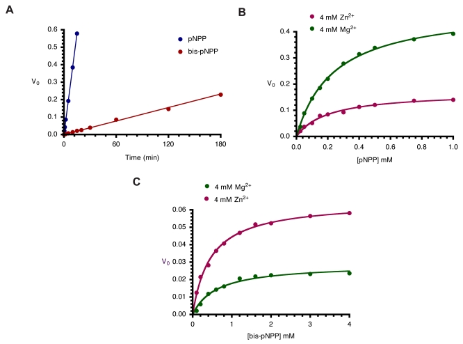 Distinct metal ion requirements for the phosphomonoesterase and phosphodiesterase activities of calf intestinal alkaline phosphatase.