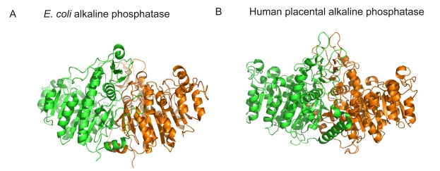 Distinct metal ion requirements for the phosphomonoesterase and phosphodiesterase activities of calf intestinal alkaline phosphatase.