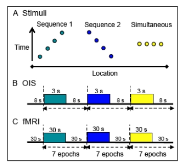 Methods for fine scale functional imaging of tactile motion in human and nonhuman primates.