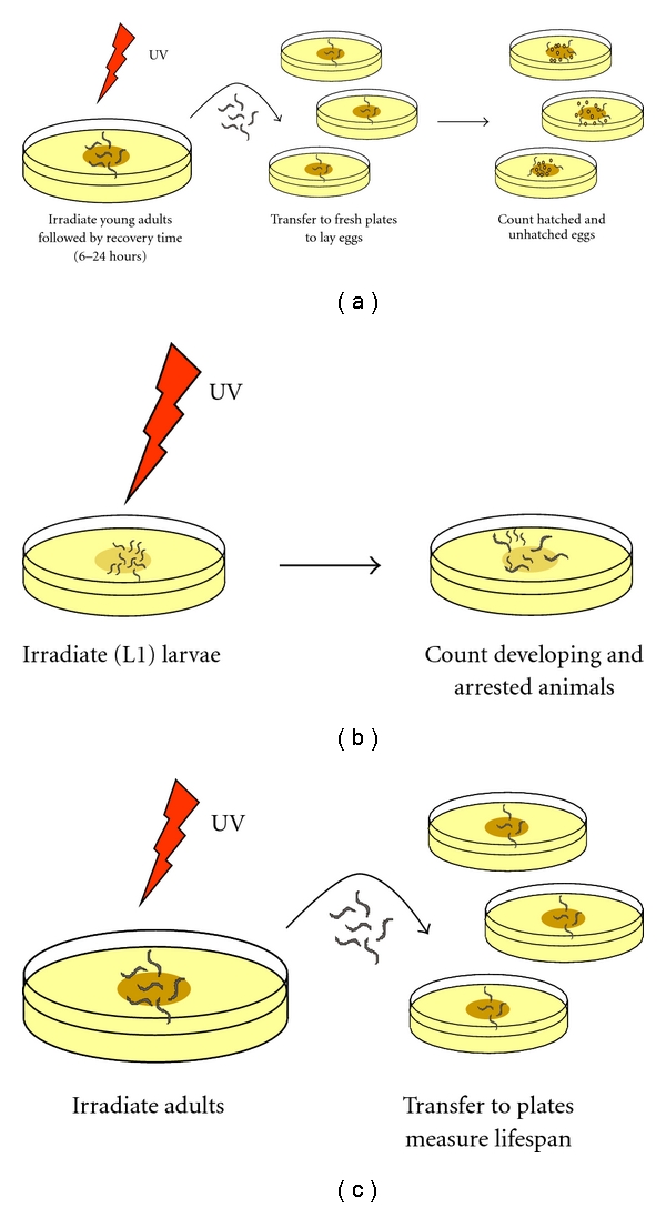 Nucleotide Excision Repair in Caenorhabditis elegans.