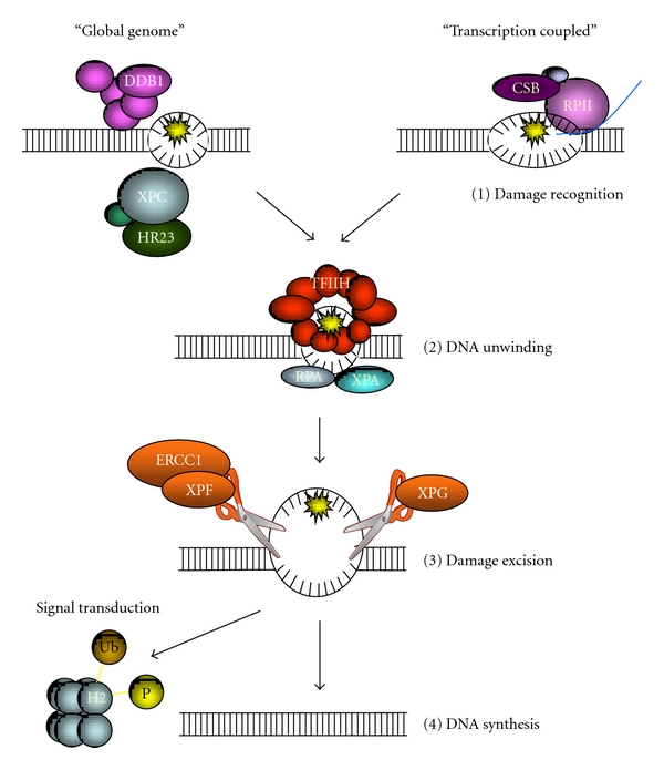 Nucleotide Excision Repair in Caenorhabditis elegans.