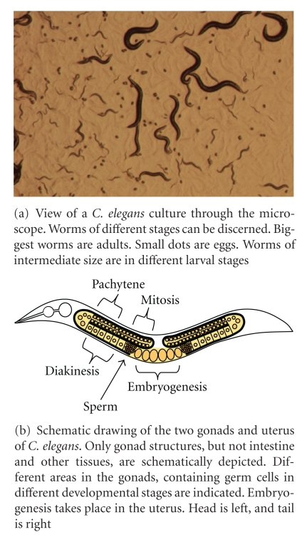 Nucleotide Excision Repair in Caenorhabditis elegans.