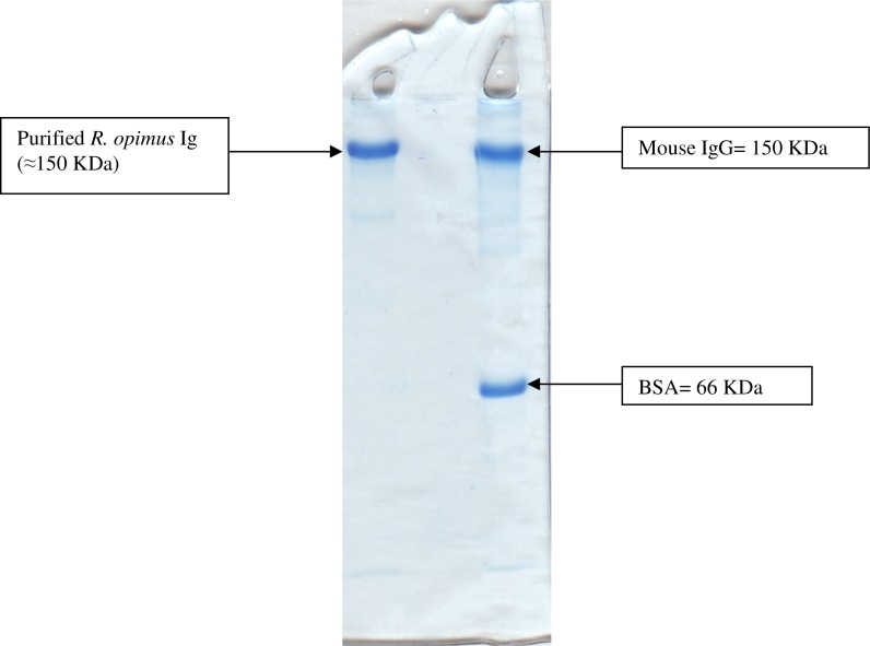 Production and Purification of Anti-Rhombomys opimus Immunoglobulins.