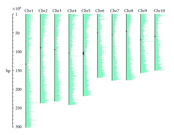 Chromosome visualization tool: a whole genome viewer.