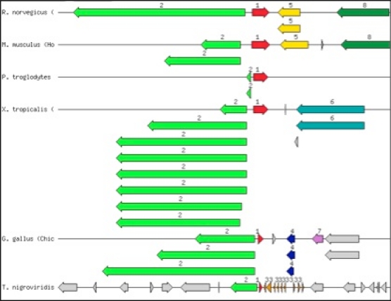 Role of Shwachman-Bodian-Diamond syndrome protein in translation machinery and cell chemotaxis: a comparative genomics approach.