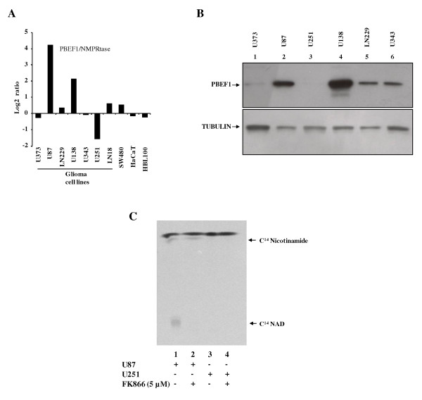 Virtual screening, identification and experimental testing of novel inhibitors of PBEF1/Visfatin/NMPRTase for glioma therapy.