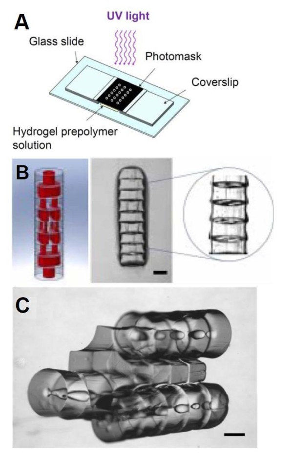 Application of microtechnologies for the vascularization of engineered tissues.