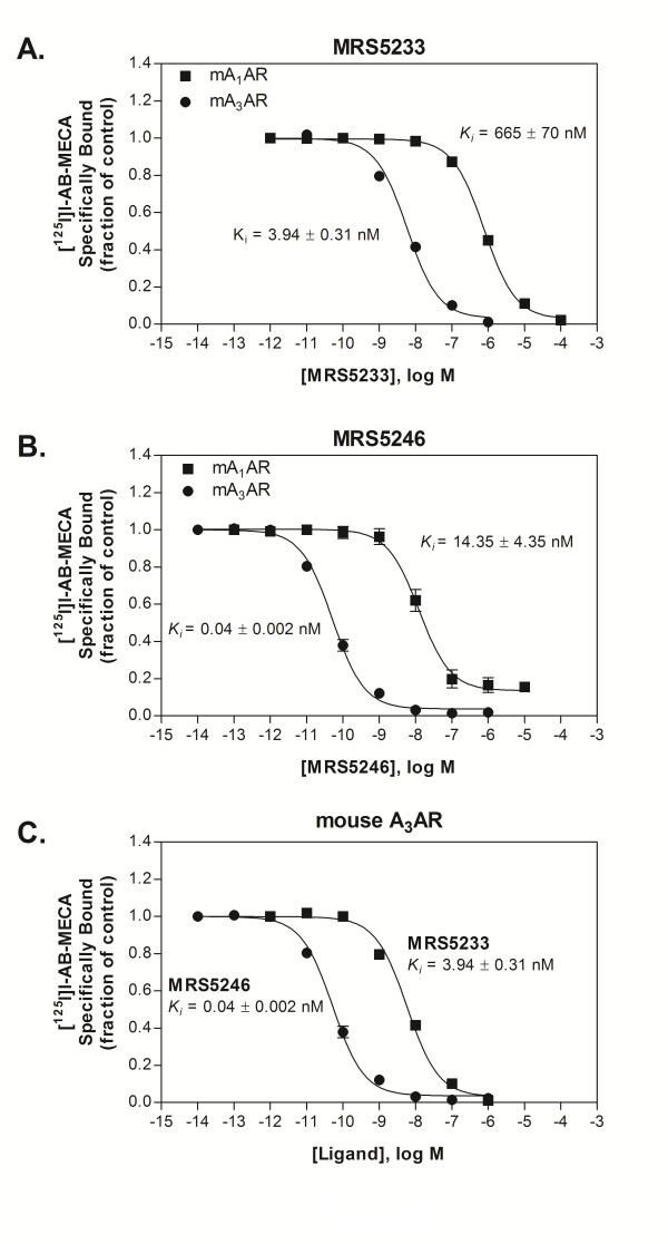 Polyamidoamine (PAMAM) dendrimer conjugate specifically activates the A3 adenosine receptor to improve post-ischemic/reperfusion function in isolated mouse hearts.