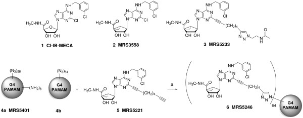 Polyamidoamine (PAMAM) dendrimer conjugate specifically activates the A3 adenosine receptor to improve post-ischemic/reperfusion function in isolated mouse hearts.