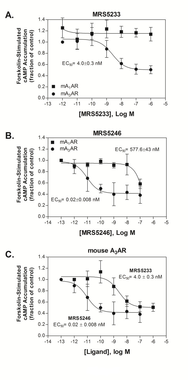 Polyamidoamine (PAMAM) dendrimer conjugate specifically activates the A3 adenosine receptor to improve post-ischemic/reperfusion function in isolated mouse hearts.