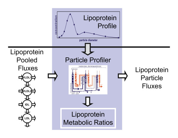 Diagnostic markers based on a computational model of lipoprotein metabolism.