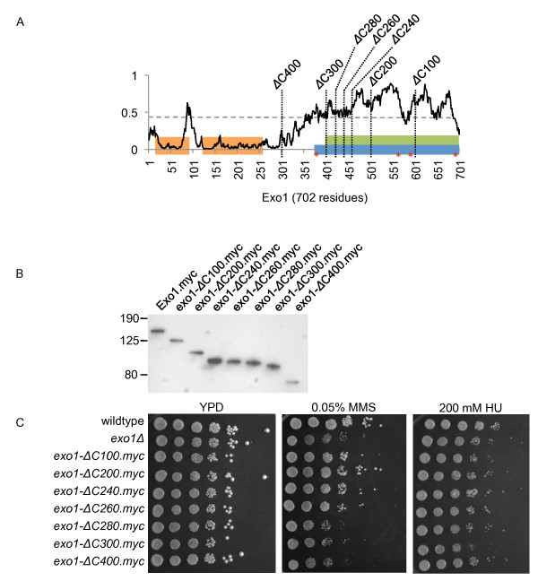 Differential genetic interactions between Sgs1, DNA-damage checkpoint components and DNA repair factors in the maintenance of chromosome stability.