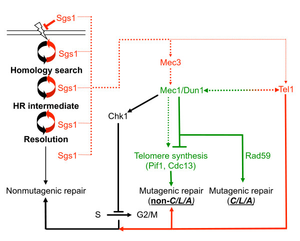 Differential genetic interactions between Sgs1, DNA-damage checkpoint components and DNA repair factors in the maintenance of chromosome stability.