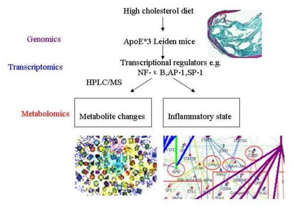 Metabonomics-based omics study and atherosclerosis.