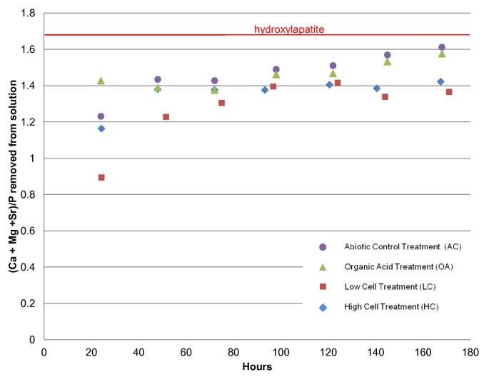 Inducing mineral precipitation in groundwater by addition of phosphate