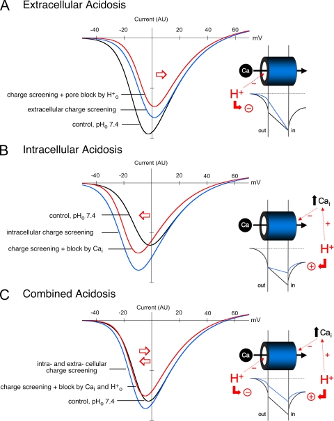 Influence of pH on Ca²⁺ current and its control of electrical and Ca²⁺ signaling in ventricular myocytes.