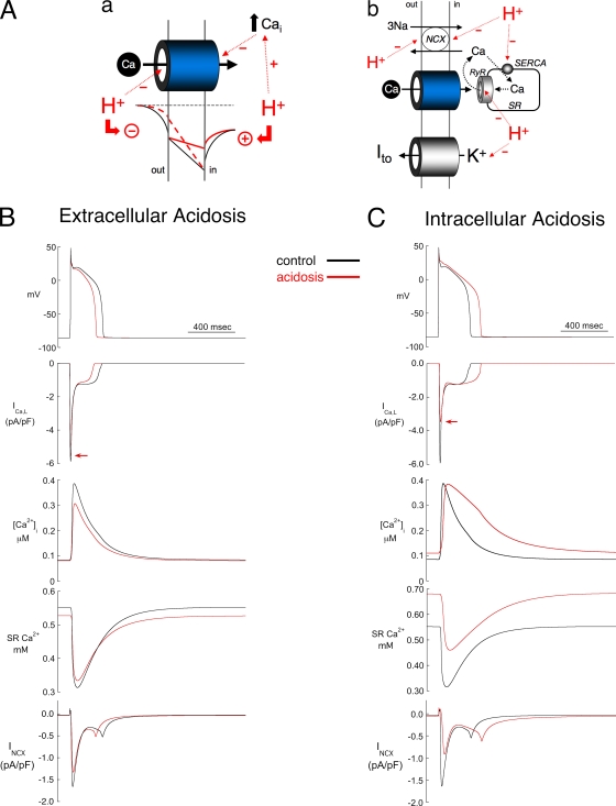 Influence of pH on Ca²⁺ current and its control of electrical and Ca²⁺ signaling in ventricular myocytes.