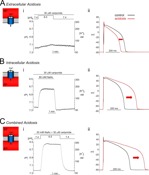Influence of pH on Ca²⁺ current and its control of electrical and Ca²⁺ signaling in ventricular myocytes.