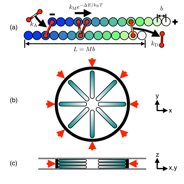 Spindles and active vortices in a model of confined filament-motor mixtures.