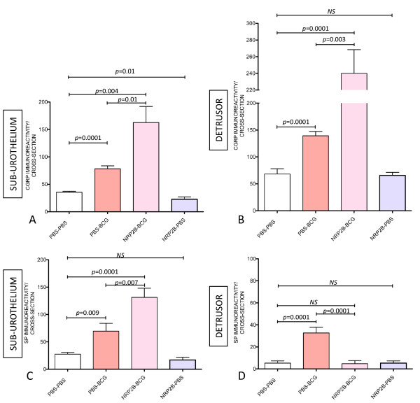 VEGF signaling mediates bladder neuroplasticity and inflammation in response to BCG.