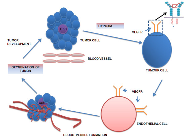 Nanoparticle mediated targeting of VEGFR and cancer stem cells for cancer therapy.