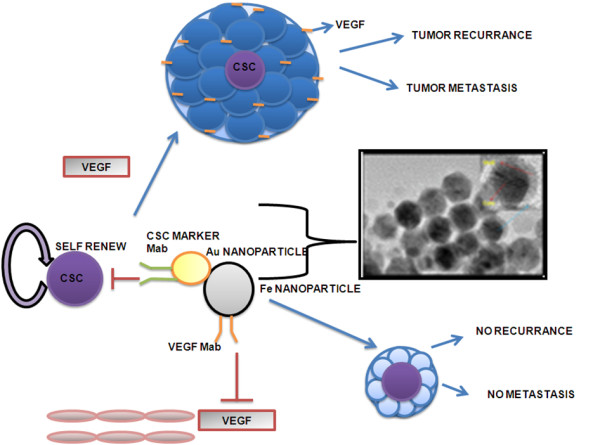 Nanoparticle mediated targeting of VEGFR and cancer stem cells for cancer therapy.