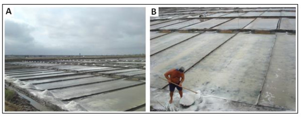 Artisanal salt production in Aveiro/Portugal - an ecofriendly process.