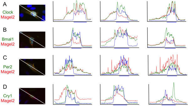 Magel2, a Prader-Willi syndrome candidate gene, modulates the activities of circadian rhythm proteins in cultured cells.