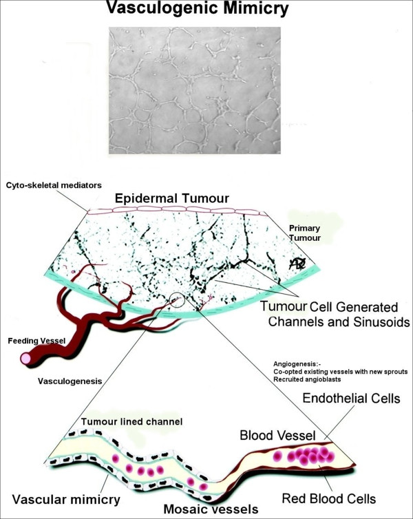 Vascular mimicry in cultured head and neck tumour cell lines.